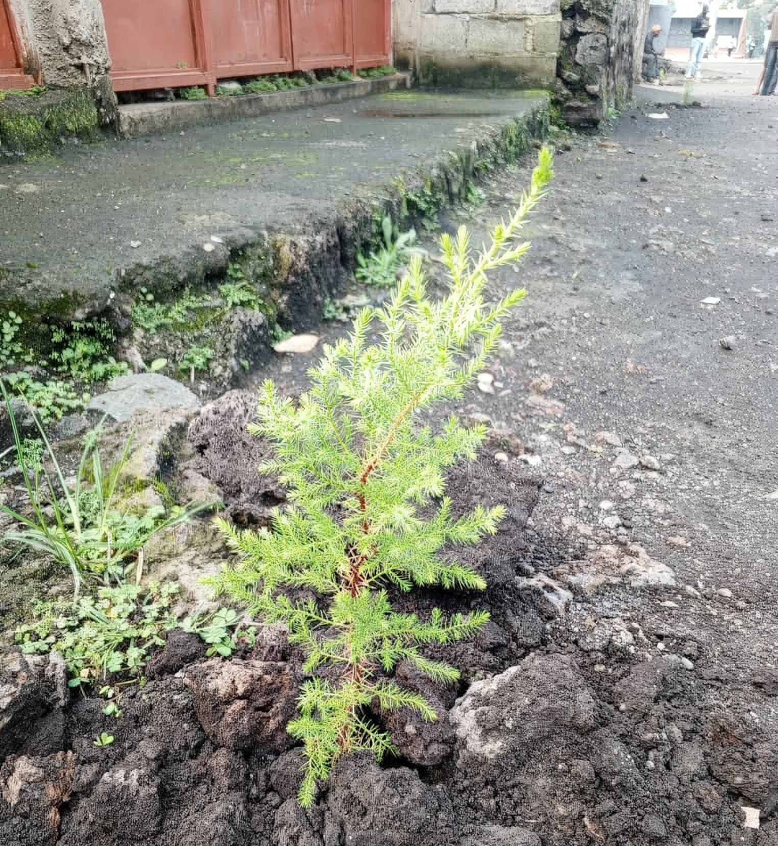 Changement climatique : 400 arbres plantés à Mugunga grâce à la mobilisation de la jeunesse par LUCODER